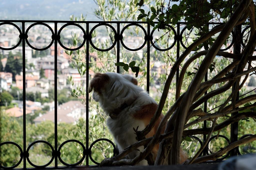 B&B Villa Moro - Family House Domodossola Exterior foto